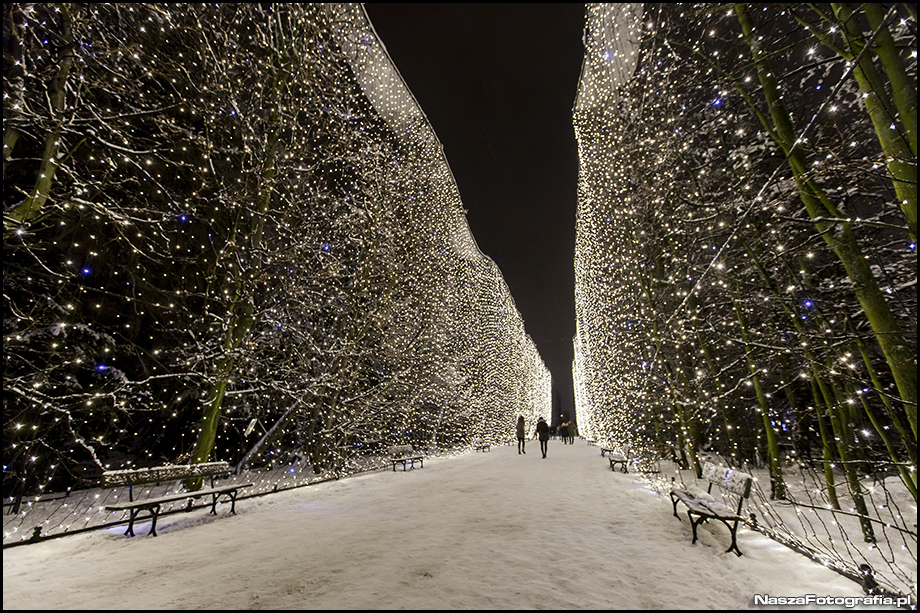 Świąteczne iluminacje w Parku Oliwskim
